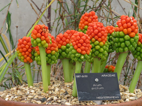 Arum pictum