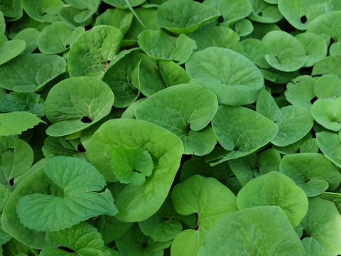 Asarum canadense