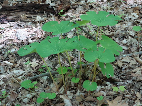 Asarum canadense