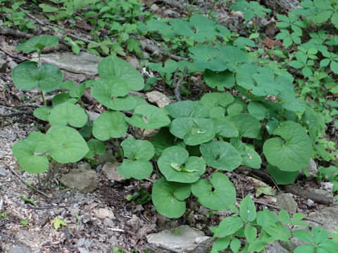 Asarum canadense