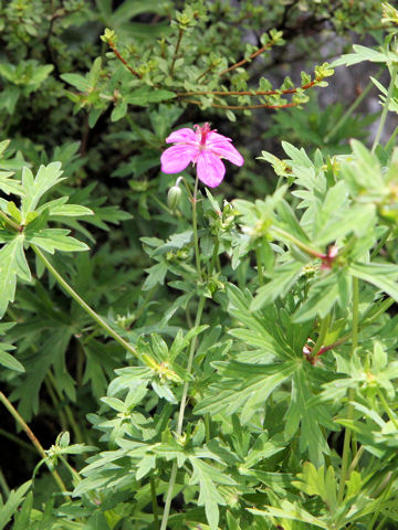 Geranium soboliferum