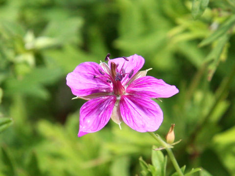 Geranium soboliferum