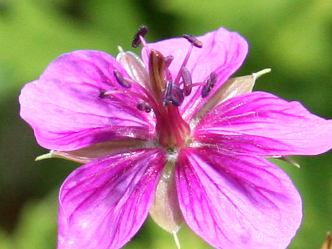 Geranium soboliferum