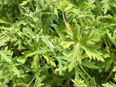 Geranium soboliferum