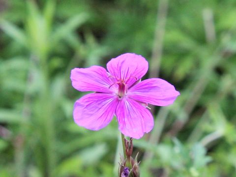 Geranium soboliferum