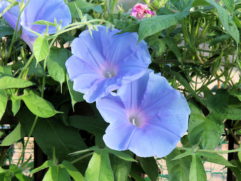 Ipomoea nil