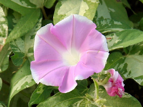 Ipomoea nil