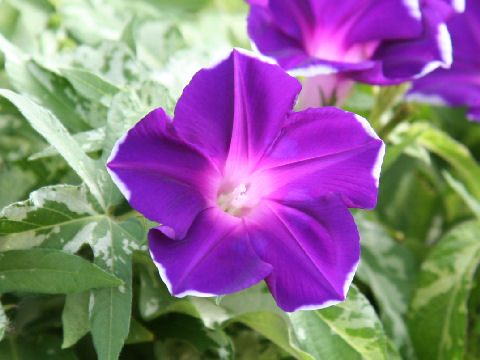 Ipomoea nil