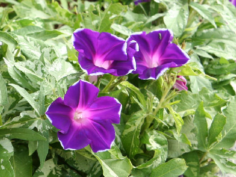 Ipomoea nil