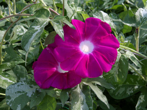 Ipomoea nil