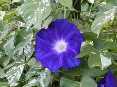 Ipomoea nil