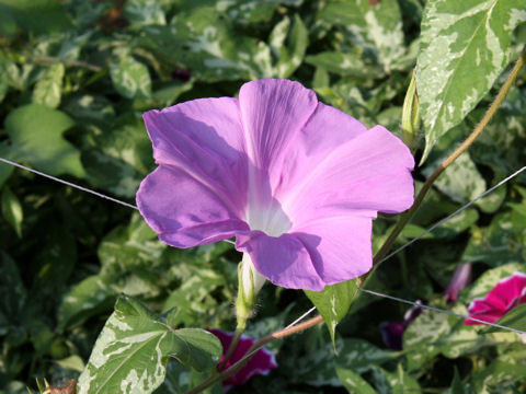 Ipomoea nil