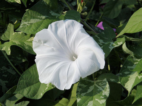 Ipomoea nil