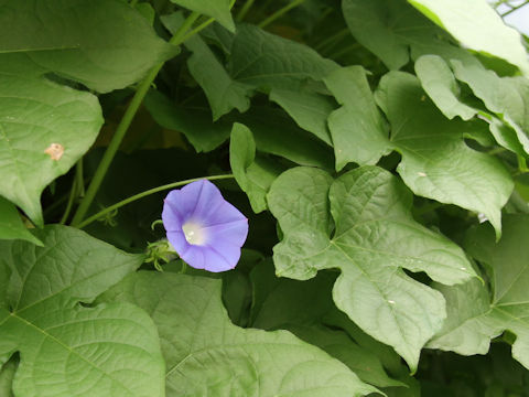 Ipomoea nil