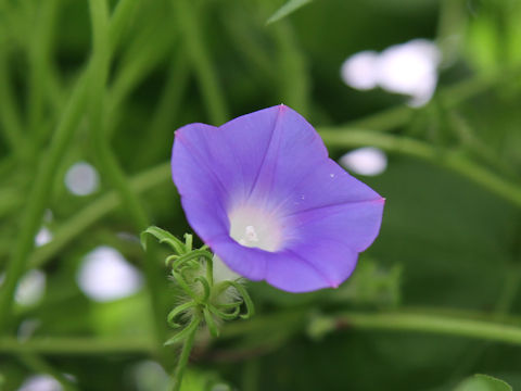 Ipomoea nil