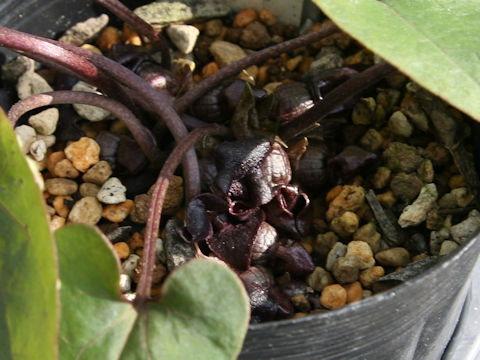 Heterotropa ichangense