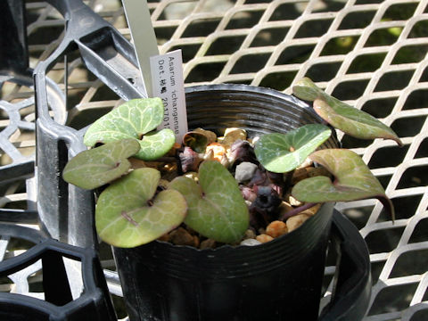 Asarum ichangense