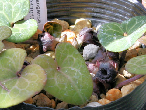 Asarum ichangense