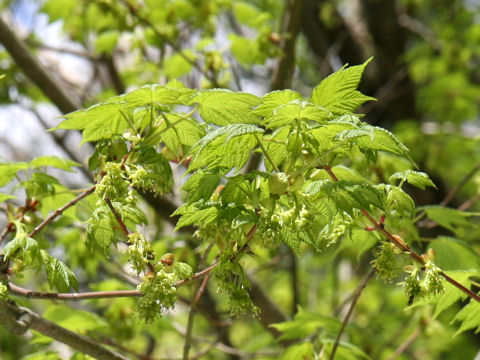 アサノハカエデ Acer Argutum