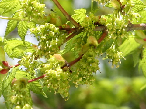 アサノハカエデ Acer Argutum