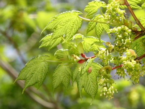 アサノハカエデ Acer Argutum