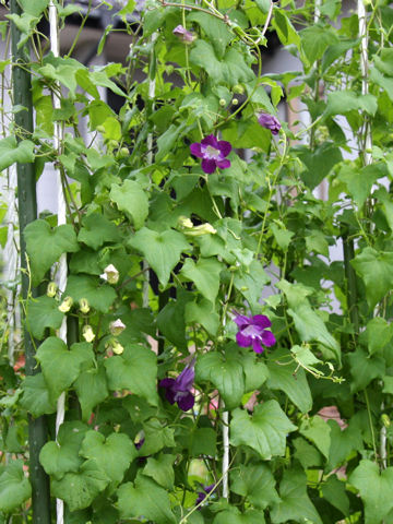 Asarina scandens