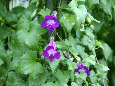 Asarina scandens