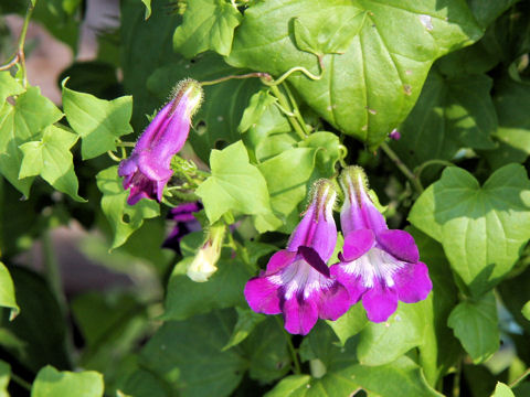 Asarina scandens