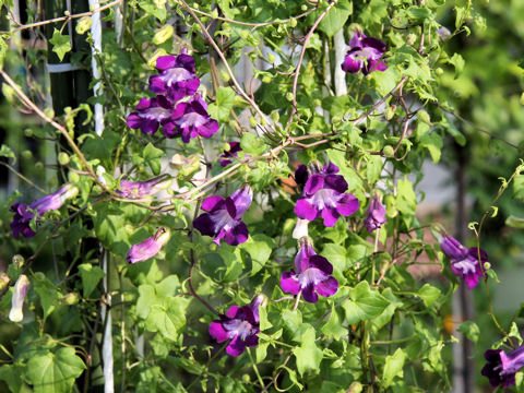 Asarina scandens