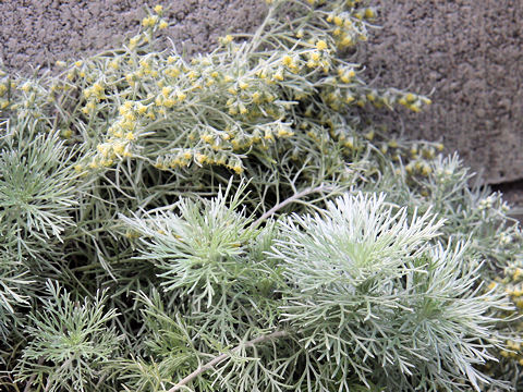 Artemisia schmidtiana