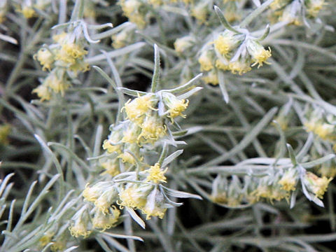 Artemisia schmidtiana