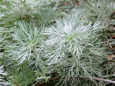 Artemisia schmidtiana