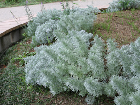 Artemisia schmidtiana