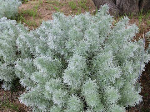 Artemisia schmidtiana