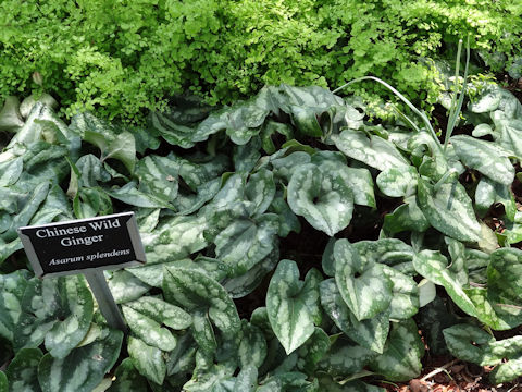 Asarum splendens