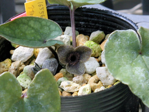 Asarum tabatanum