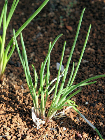 Allium schoenoprasum var. foliosum