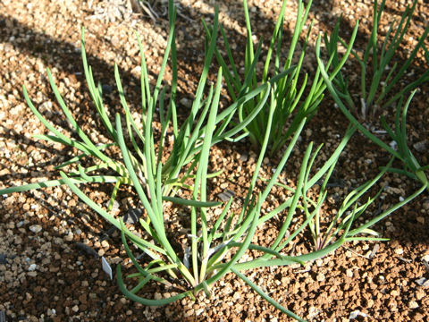 Allium schoenoprasum var. foliosum