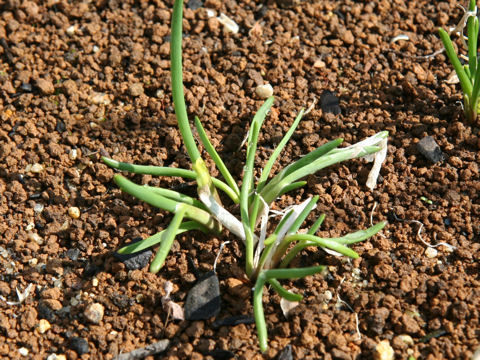 Allium schoenoprasum var. foliosum