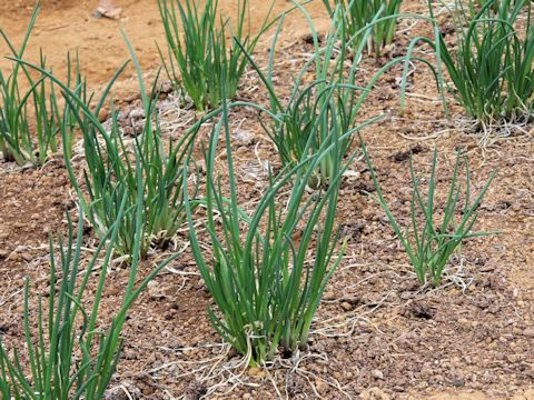 Allium schoenoprasum var. foliosum