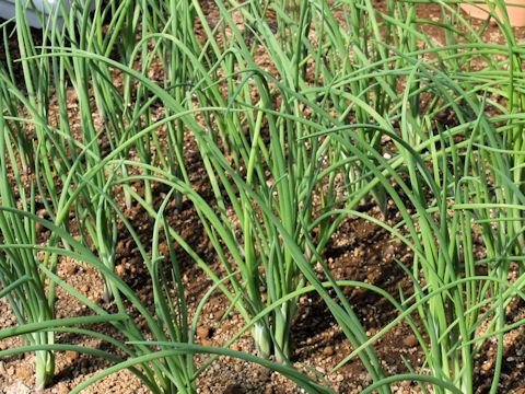 Allium schoenoprasum var. foliosum