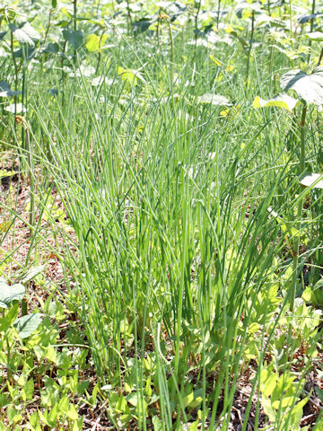 Allium schoenoprasum var. foliosum
