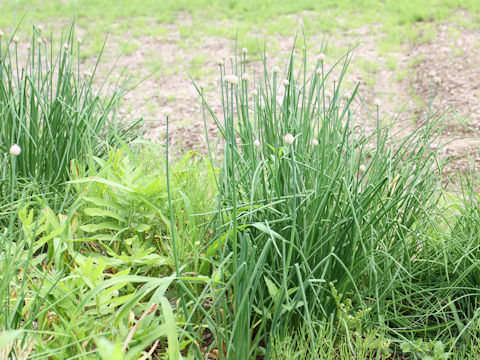 Allium schoenoprasum var. foliosum