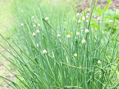 Allium schoenoprasum var. foliosum