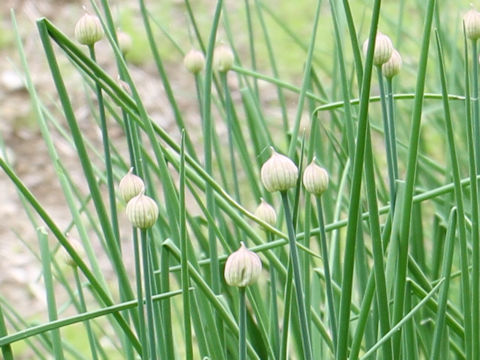 Allium schoenoprasum var. foliosum