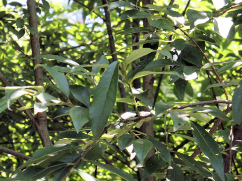 Salix x asamaensis
