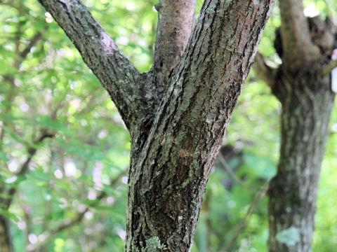 Salix x asamaensis