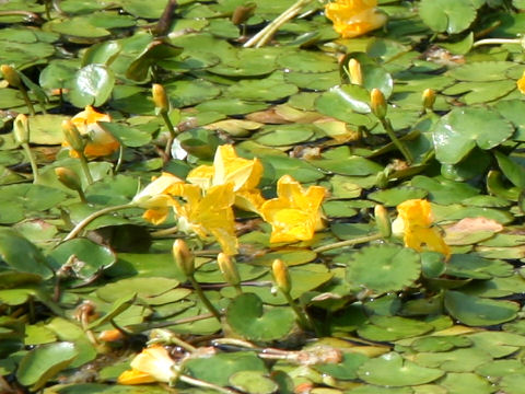 Nymphoides peltata