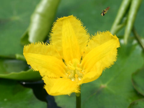 Nymphoides peltata