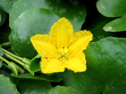 Nymphoides peltata